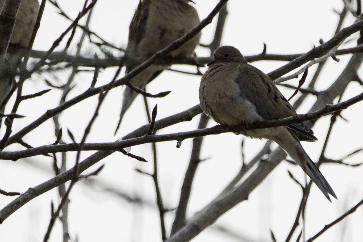 Mourning Dove - Andy DeBroux