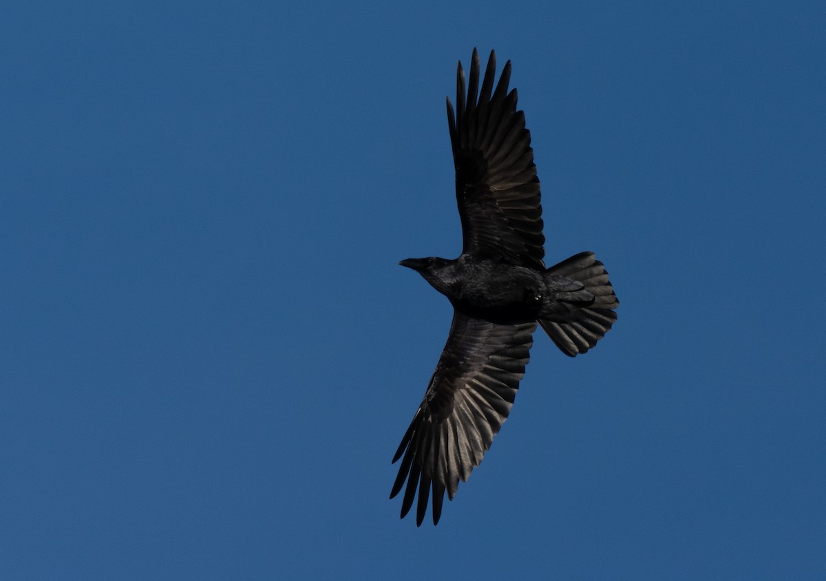 Common Raven - ML402324151