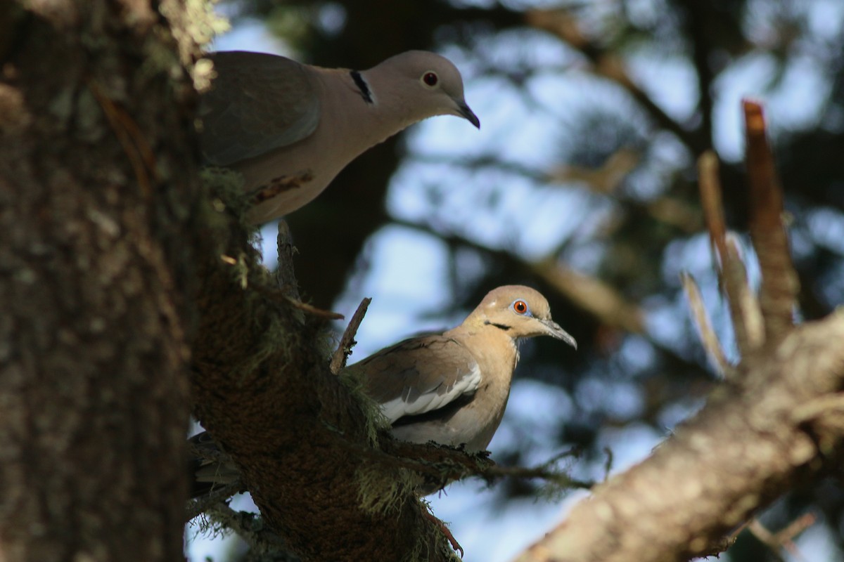 White-winged Dove - Skip Russell