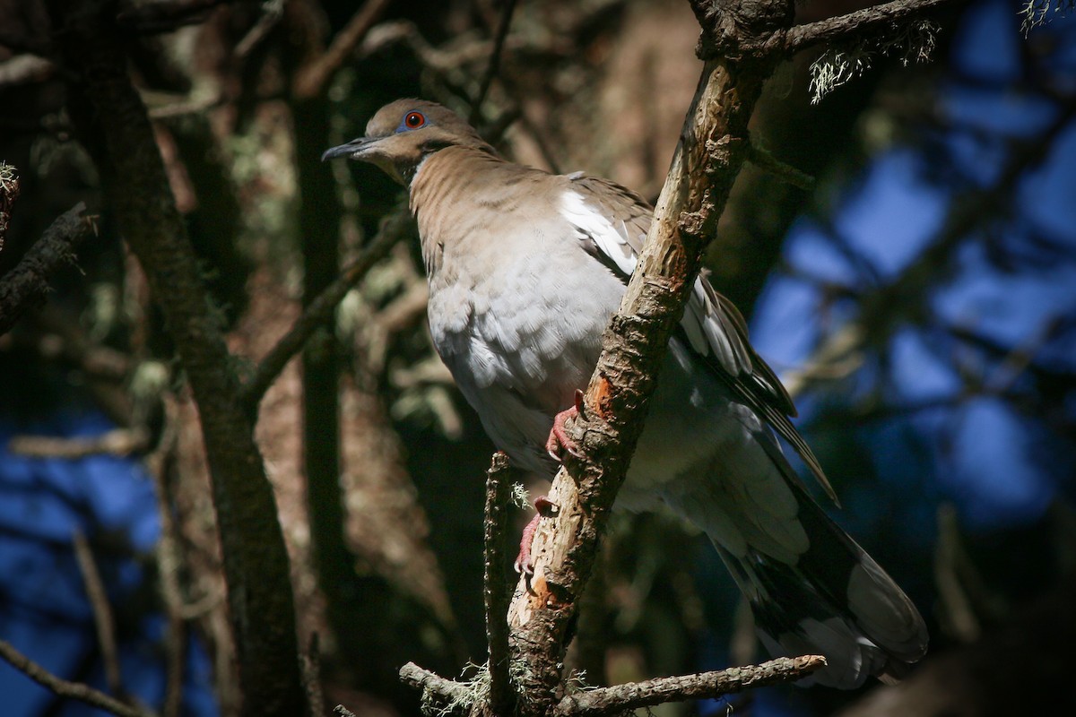 White-winged Dove - ML40234771