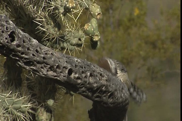 Cactus Wren - ML402350