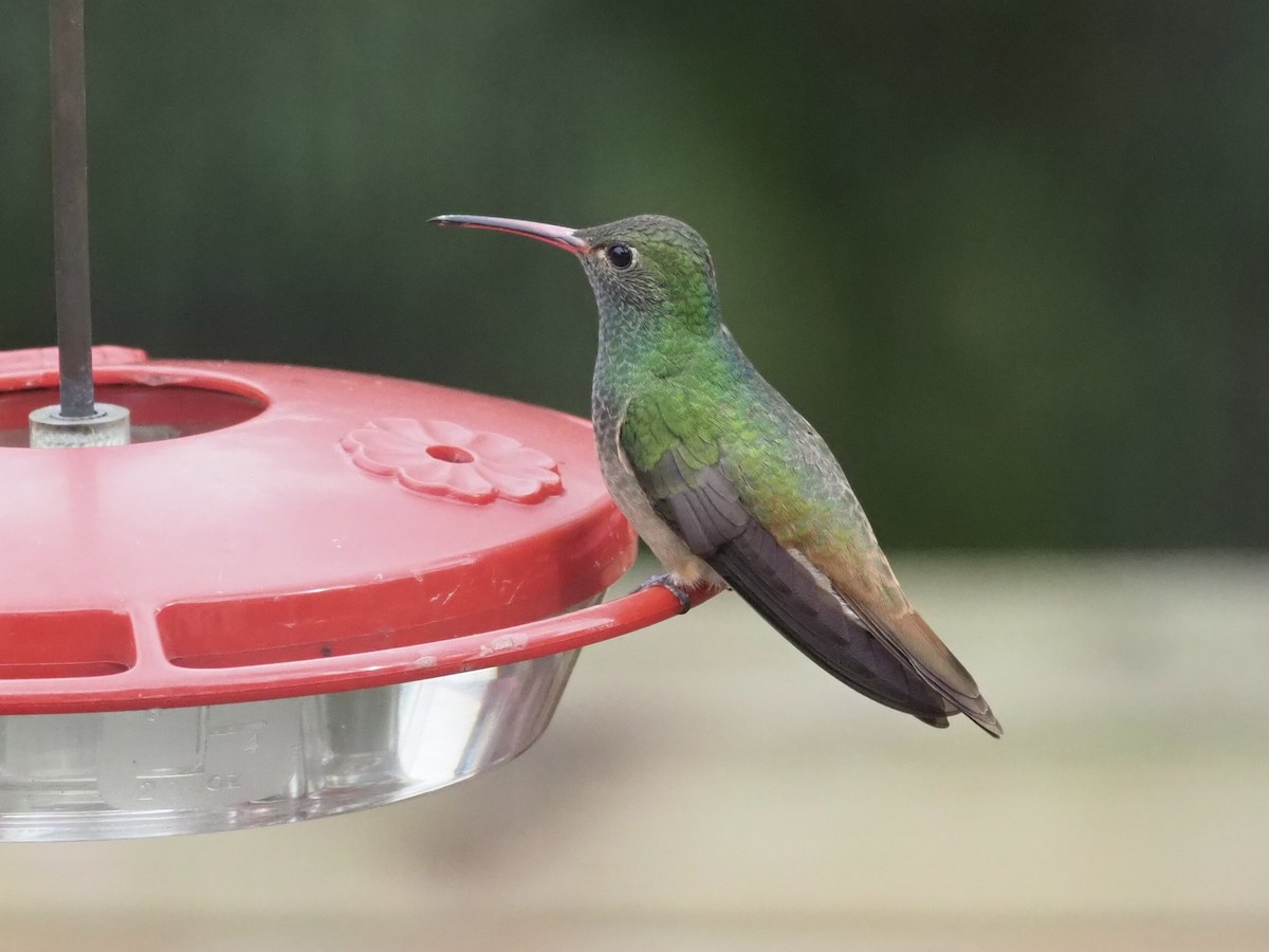 Buff-bellied Hummingbird - Yve Morrell