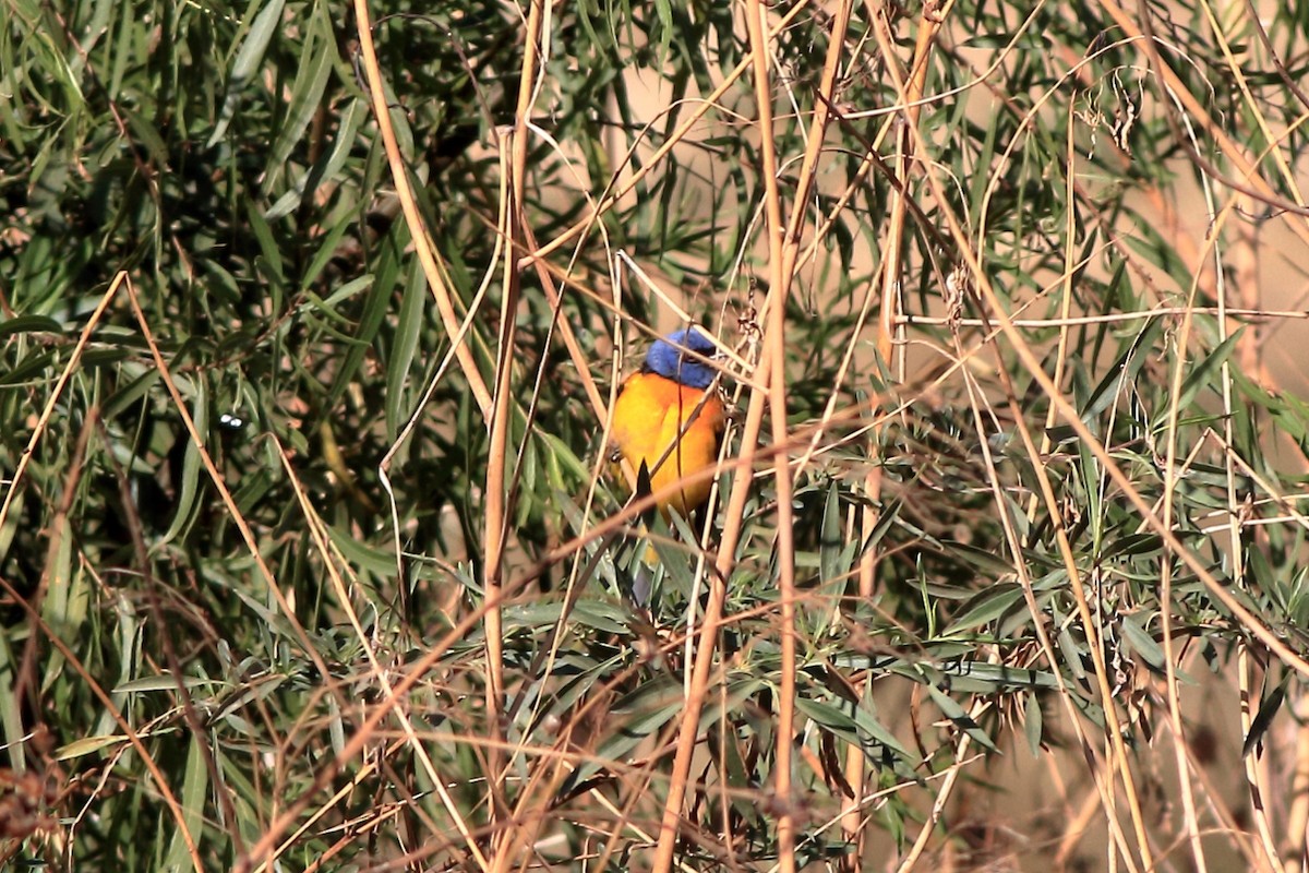 Blue-and-yellow Tanager - ML402355951