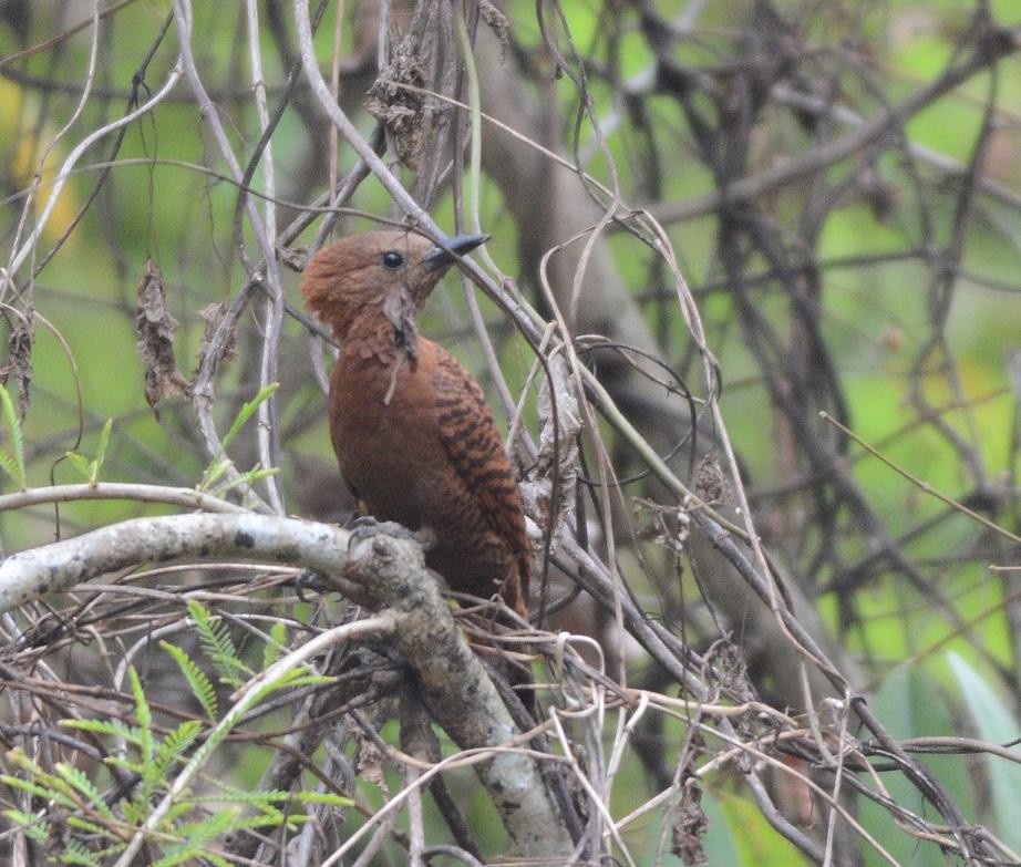 Rufous Woodpecker - Prasad Ganpule