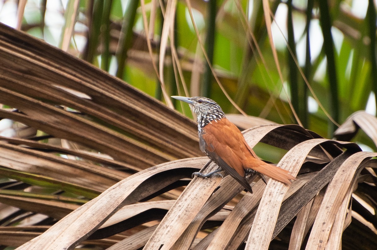 Point-tailed Palmcreeper - Marcos Eugênio Birding Guide