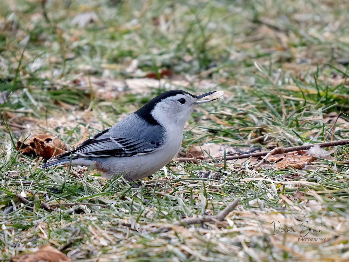 White-breasted Nuthatch - ML402366621