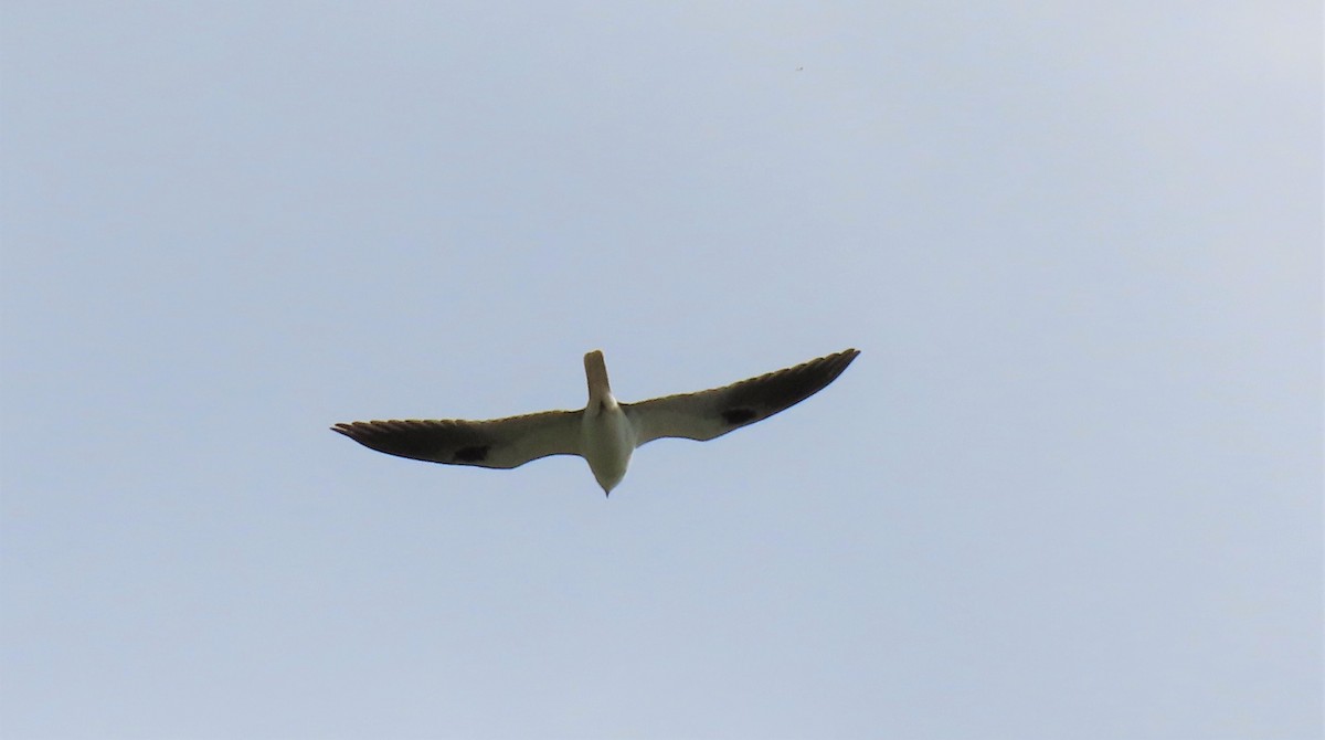 White-tailed Kite - ML402367911