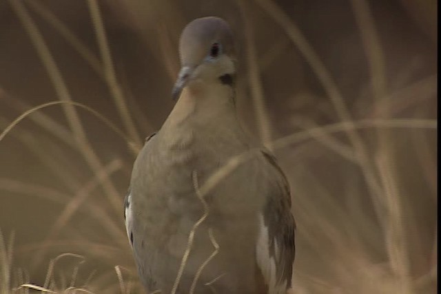 White-winged Dove - ML402368