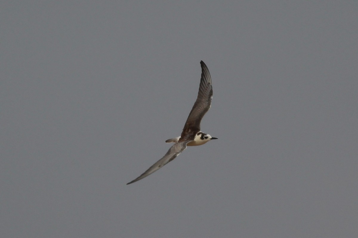 White-winged Tern - ML40237361