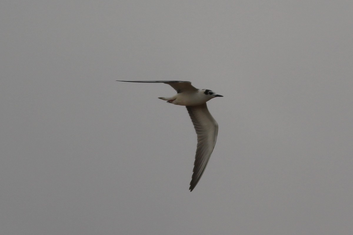 White-winged Tern - ML40237391