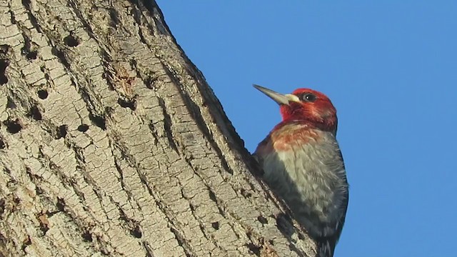 Red-breasted Sapsucker - ML402375621