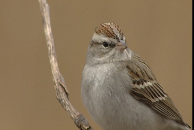 Chipping Sparrow - ML402378