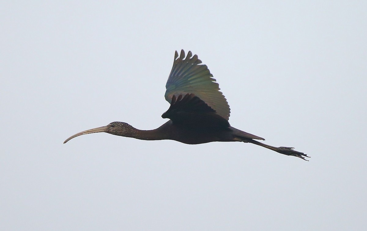 ibis hnědý - ML40238151