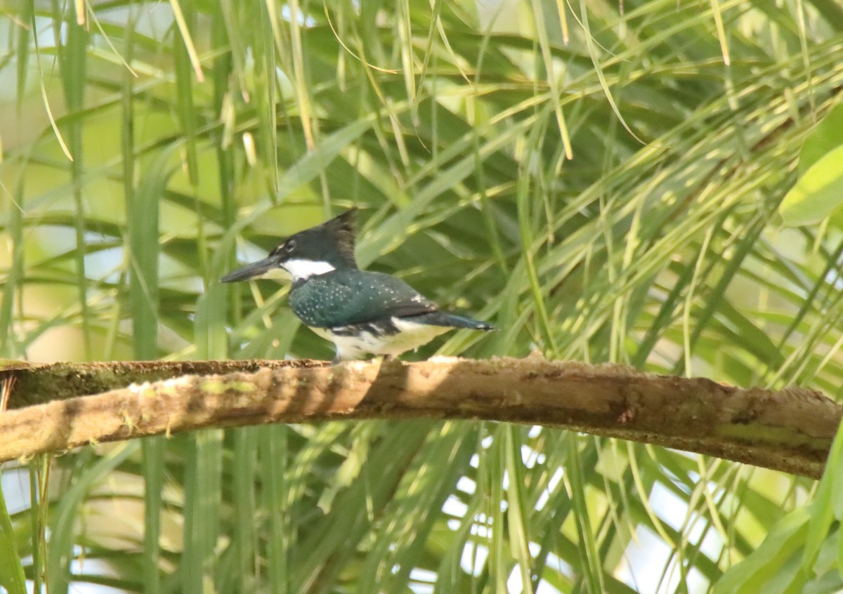 Amazon Kingfisher - Joao e Ze Casimiro