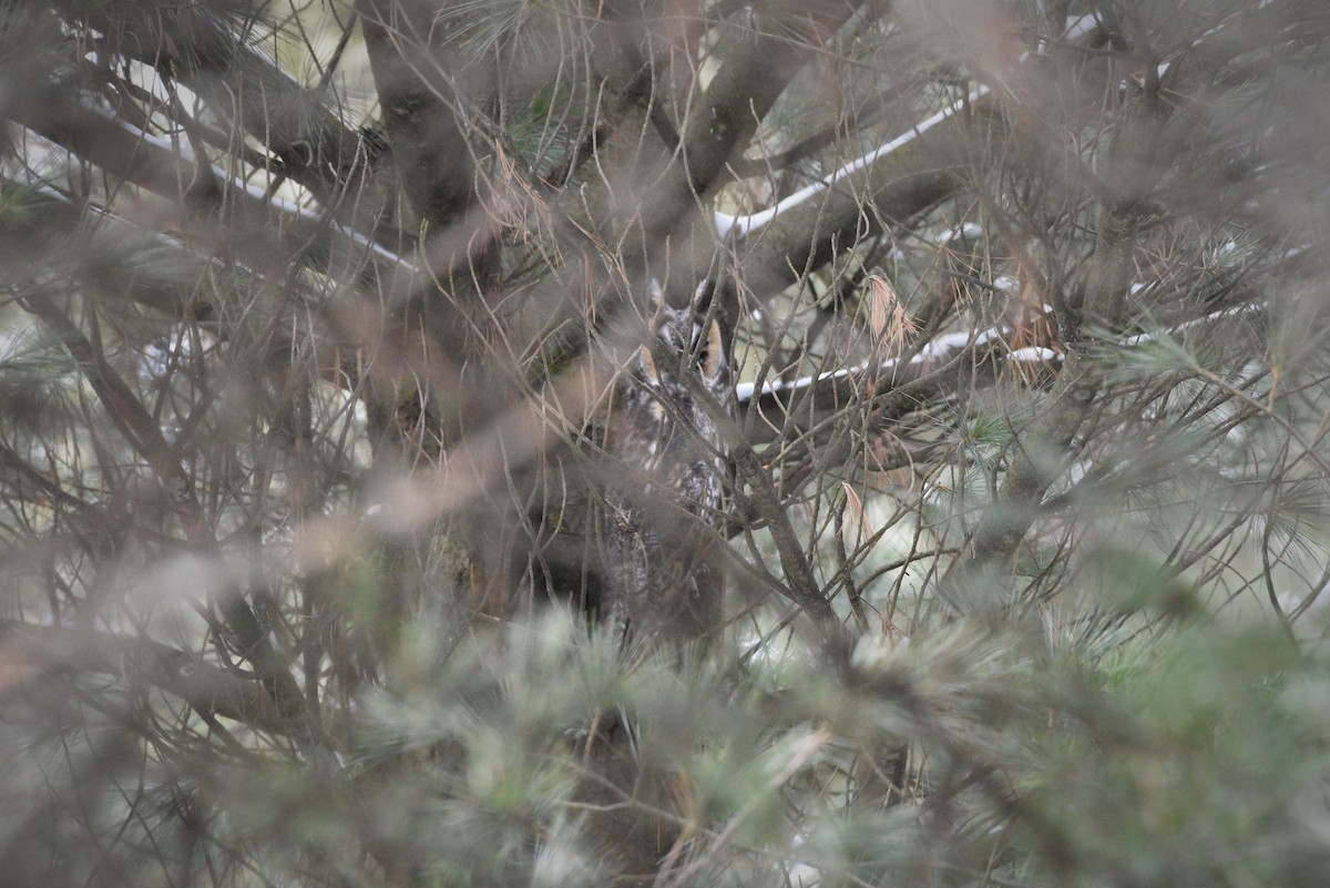Long-eared Owl - ML402386971