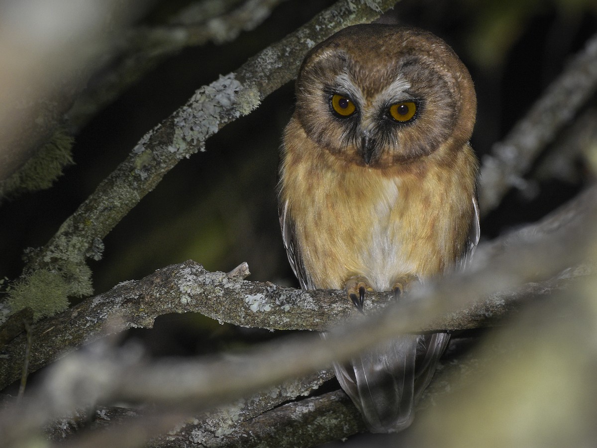 Unspotted Saw-whet Owl - ML402390471