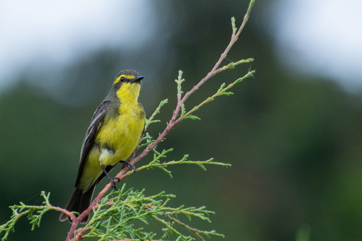 Yellow-browed Tyrant - Marcos Eugênio Birding Guide