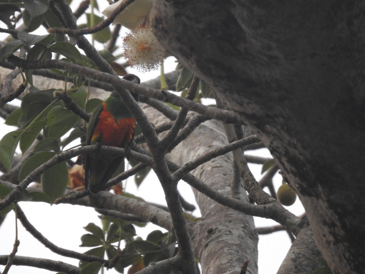 Senegal Parrot - Harley Winfrey