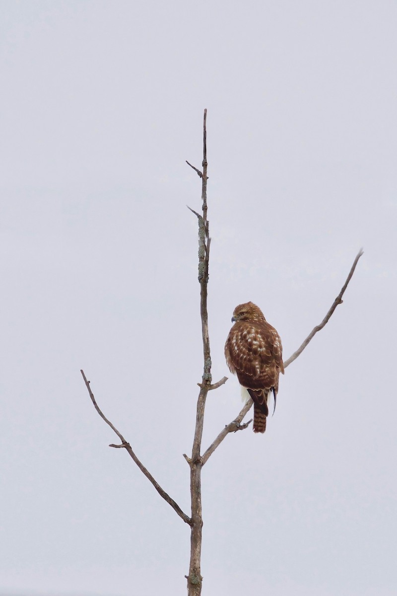 Red-tailed Hawk - ML402401821
