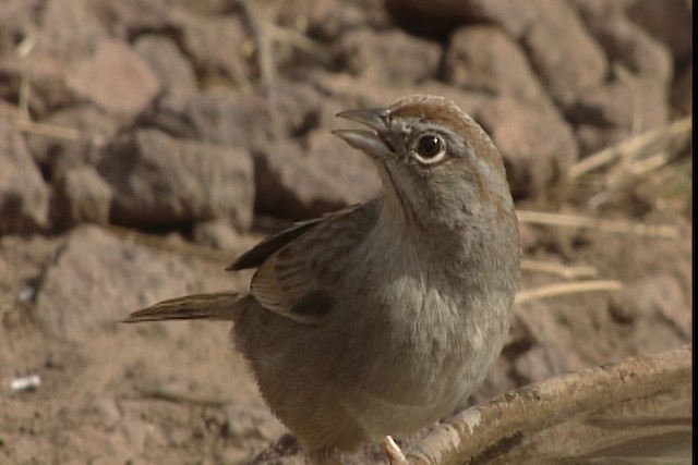 Rufous-crowned Sparrow - ML402407
