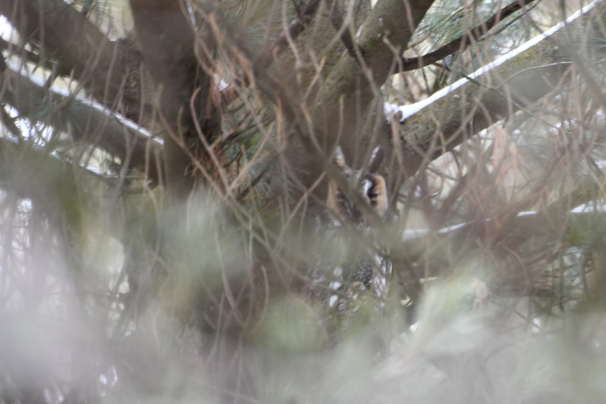Long-eared Owl - ML402413391