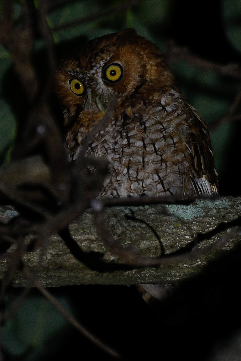 Whiskered Screech-Owl - ML402415611