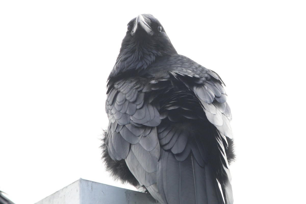 Common Raven - Anthony Scott