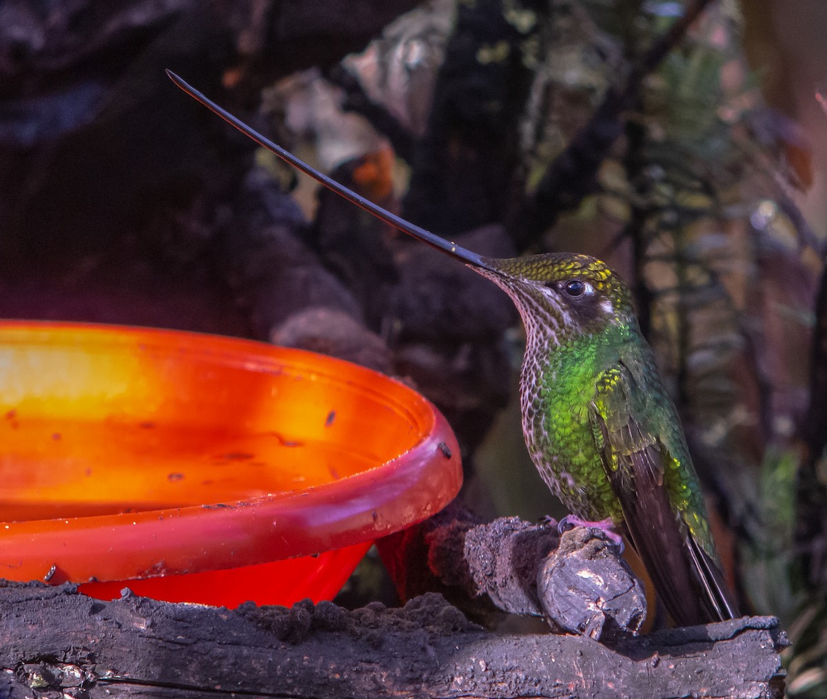 Sword-billed Hummingbird - Martin  Flack