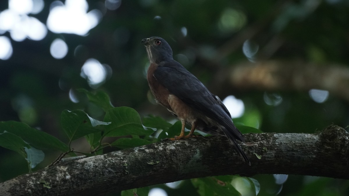 Double-toothed Kite - ML402426831