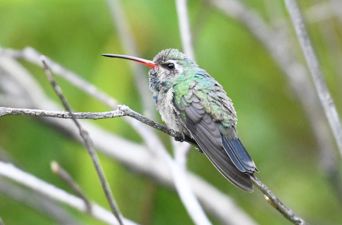 Broad-billed Hummingbird - ML402426951
