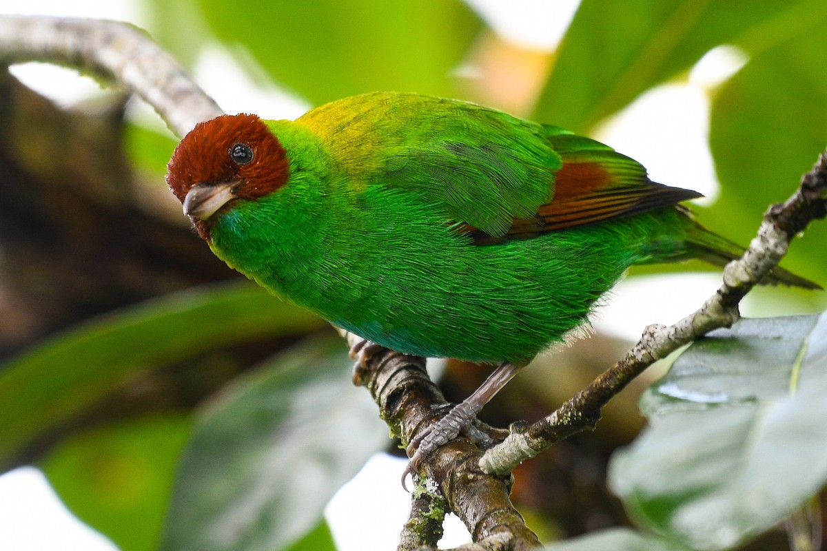 Rufous-winged Tanager - ML402430331