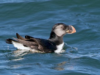 ツノメドリ - eBird