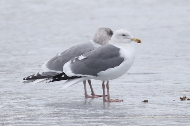Western x Glaucous-winged Gull (hybrid) at Sardis Park by Jonathan Pap