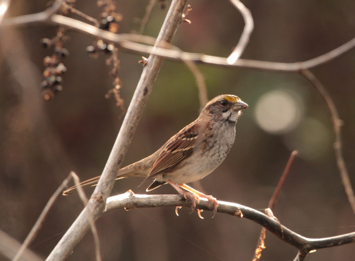 White-throated Sparrow - ML402444131