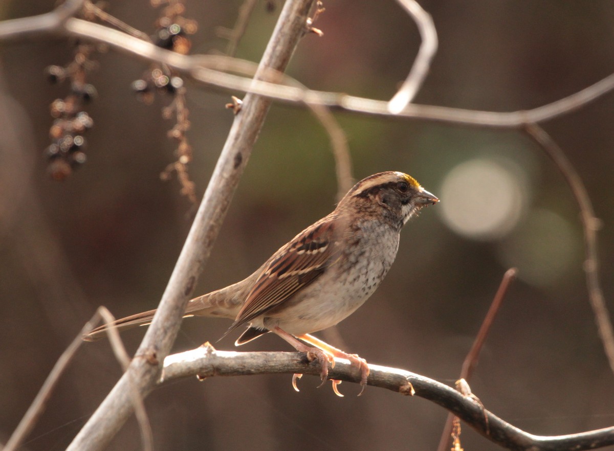 White-throated Sparrow - ML402444791
