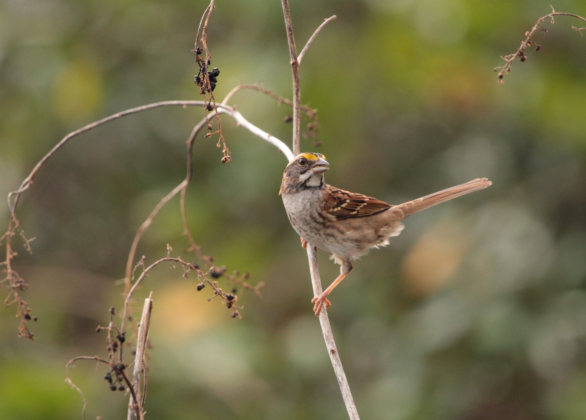 White-throated Sparrow - ML402445601