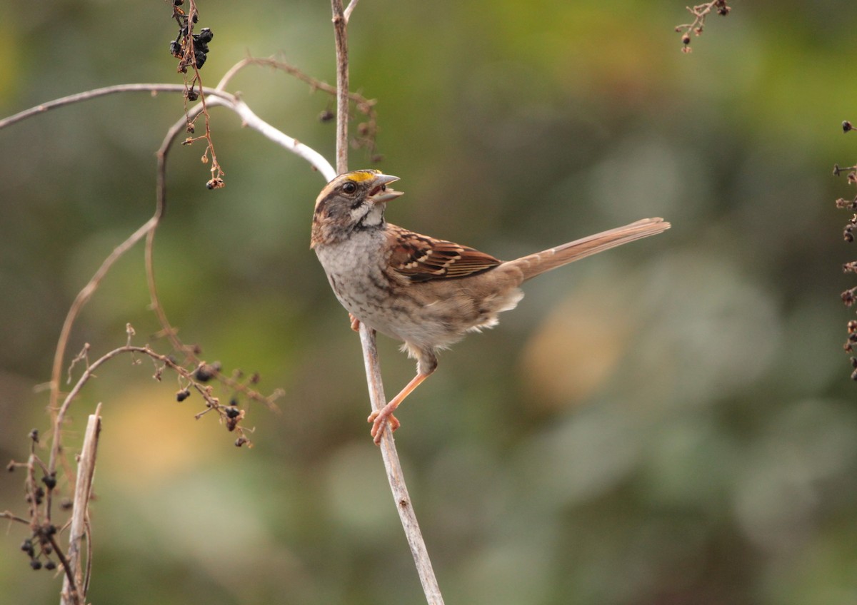 White-throated Sparrow - ML402445881