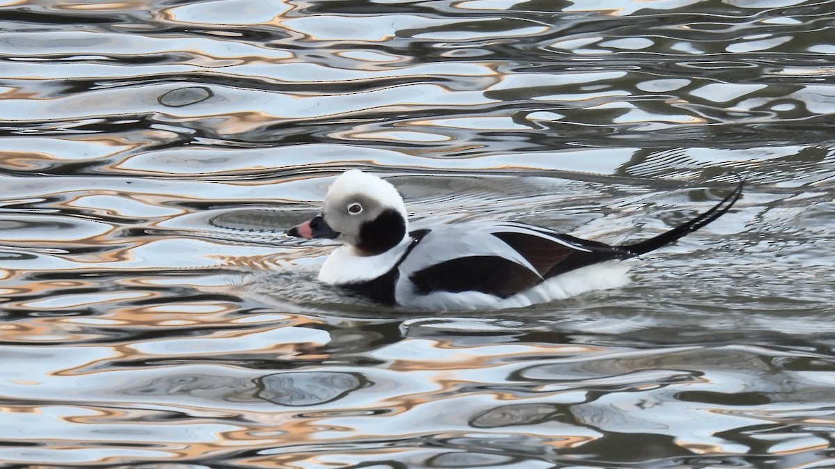 Long-tailed Duck - ML402448141