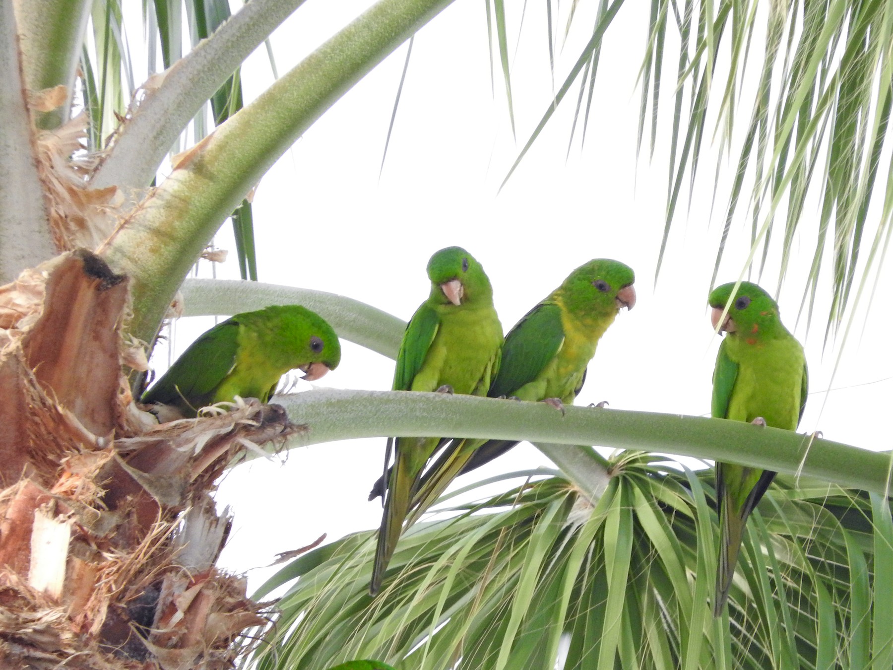 Green Parakeet - Lance Runion 🦤