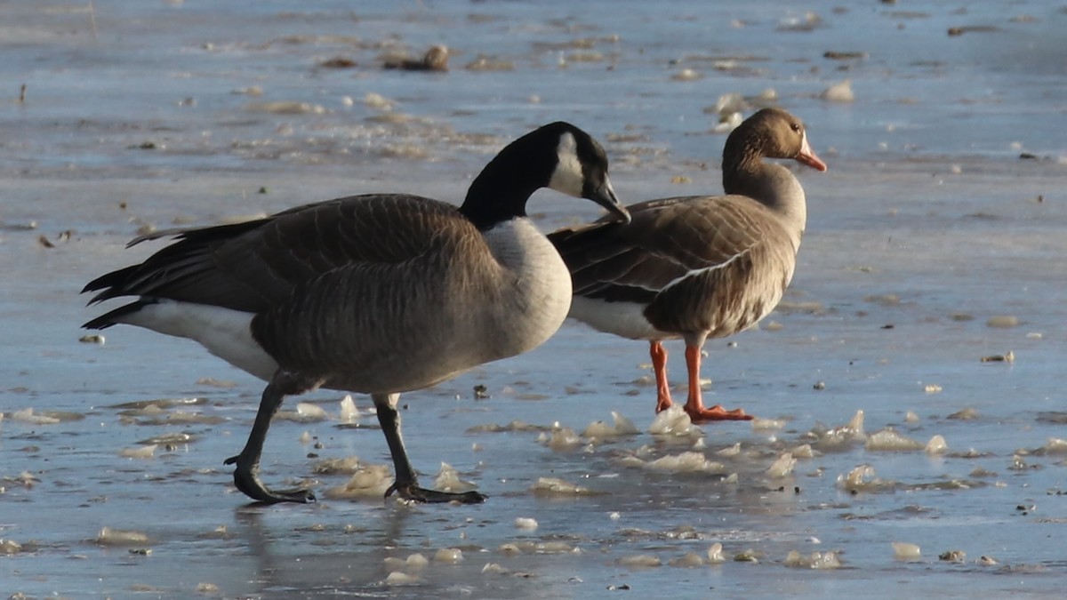 Greater White-fronted Goose - ML402449501