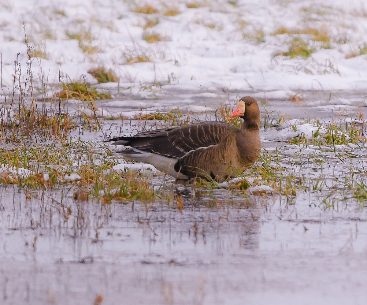 Greater White-fronted Goose - ML402457291