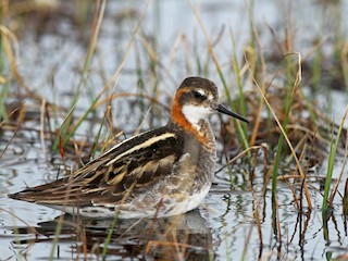  - Red-necked Phalarope