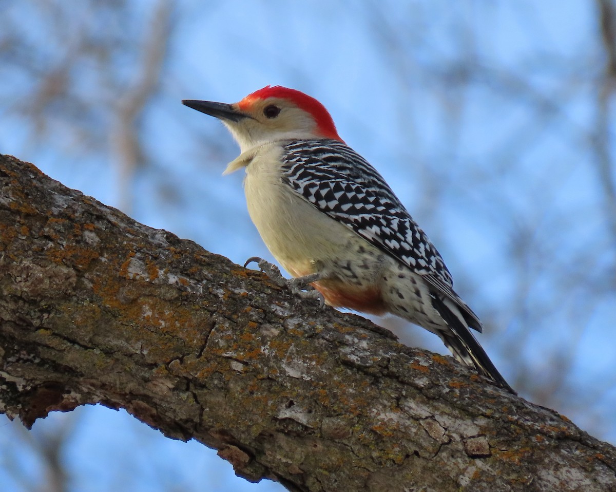 Red-bellied Woodpecker - Heidi Eaton