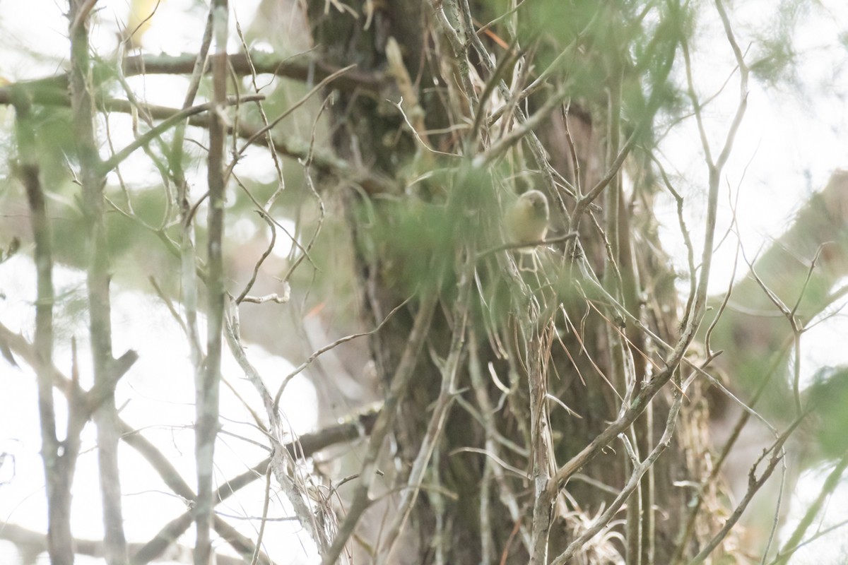 Orange-crowned Warbler - ML402460101