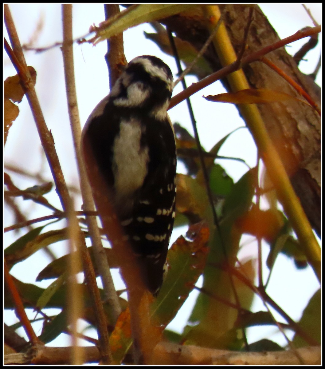 Downy Woodpecker - ML402462491