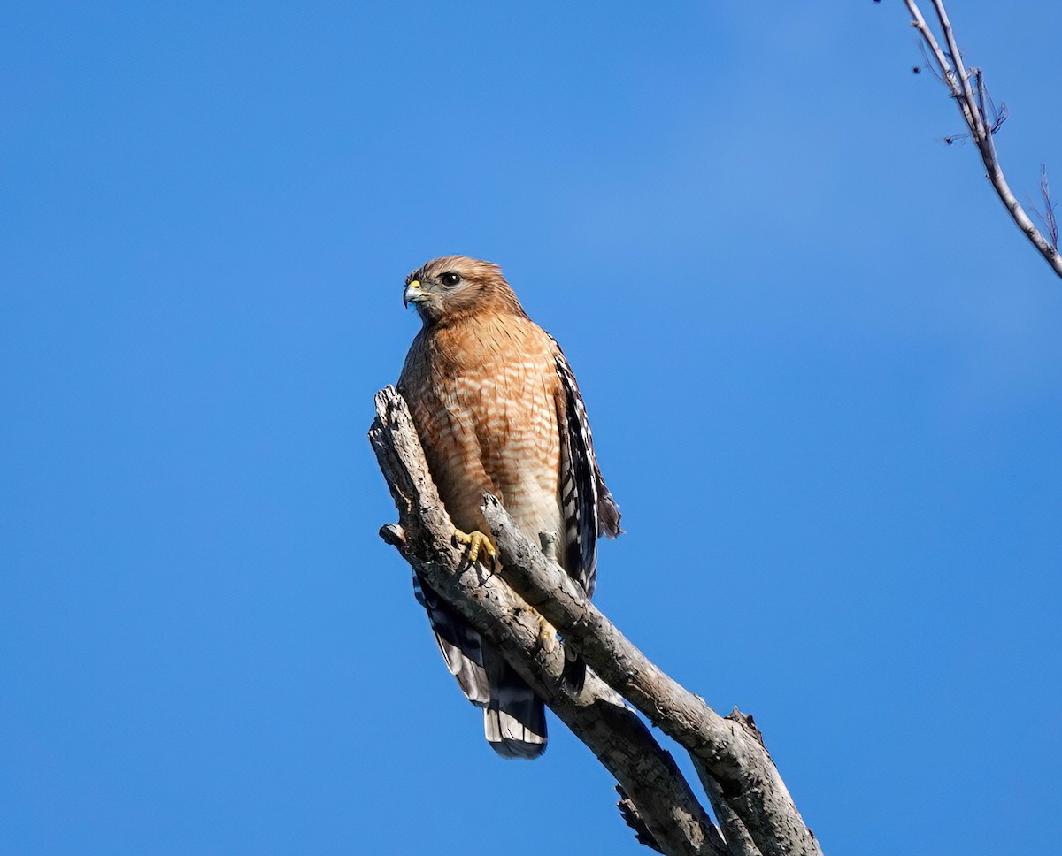 Red-shouldered Hawk - Pam Vercellone-Smith