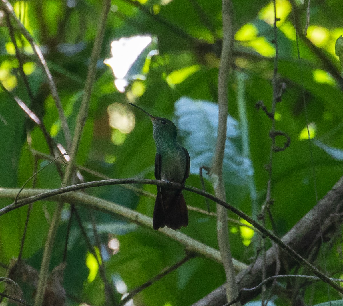 Rufous-tailed Hummingbird - ML402468711