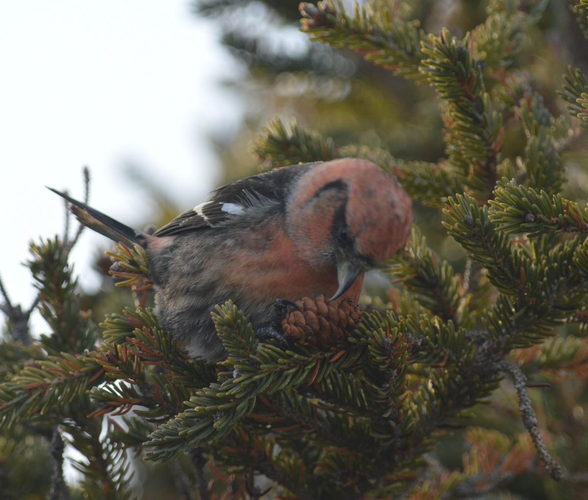 White-winged Crossbill - Kathy Marche