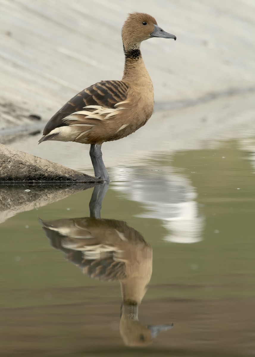 Fulvous Whistling-Duck - ML40247031