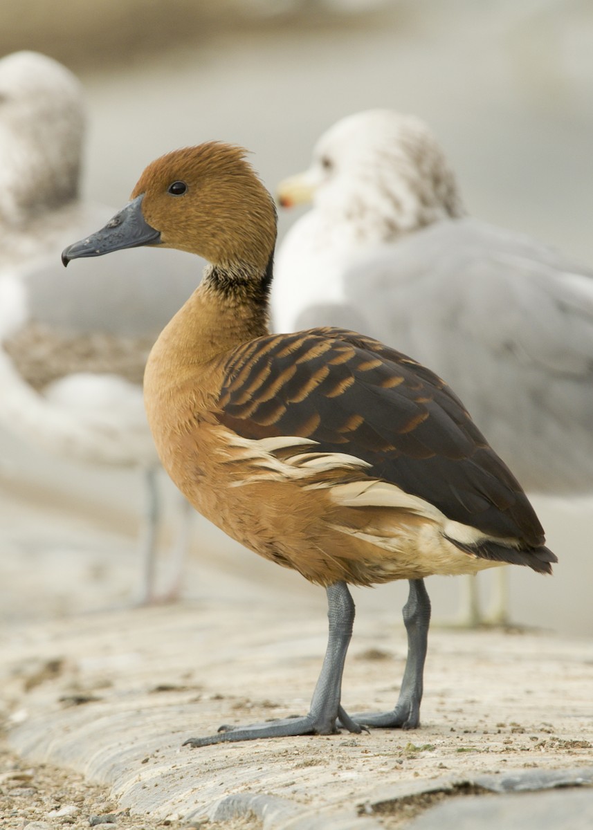 Fulvous Whistling-Duck - Dave Furseth